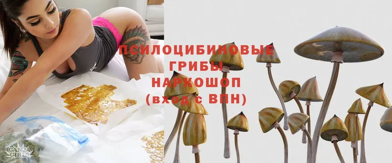 Псилоцибиновые грибы Psilocybe  Лодейное Поле 